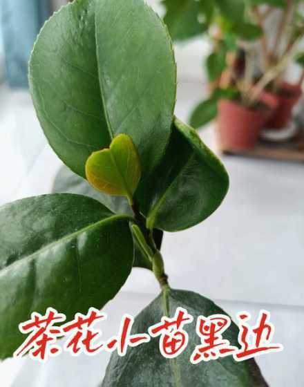 茶花小苗什么时候摘心 茶花摘心打顶时间与方法
