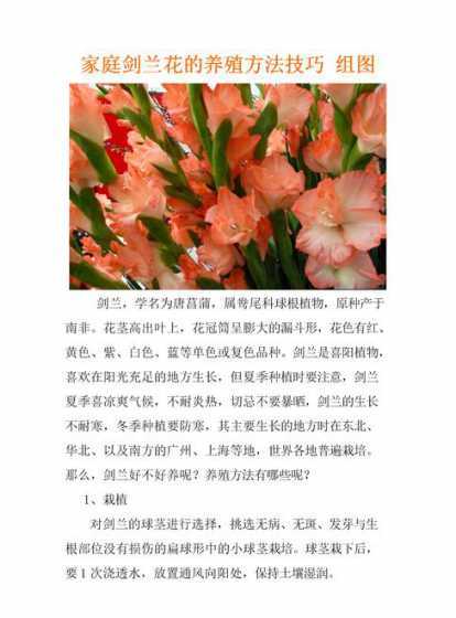 兰花室内怎么养殖方法 室内兰花怎么养