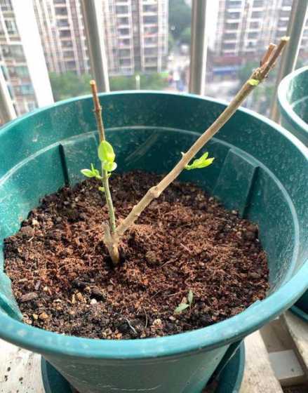 茉莉花种什么时候播种 茉莉花什么时候种植最好