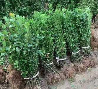 一年冬青苗多少钱一棵 龟甲冬青小苗价格多少钱一棵