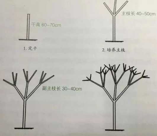 树木怎么修剪才能发芽 树木修剪后需要多少天能发芽 树木修剪后需要几天能发芽