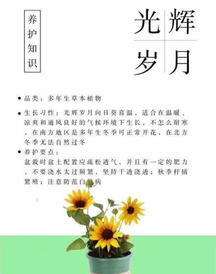 光辉岁月冬季怎么养护 光辉岁月花卉养殖方法(描述光辉岁月养护技巧)