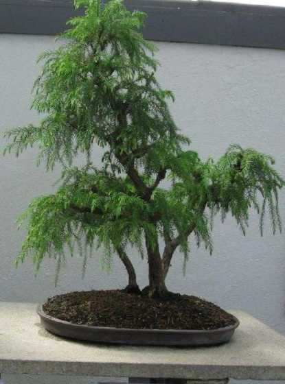花盆种柳树有什么不妥 柳树枝插在家中花盆里活了对家运有什么影响