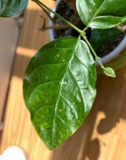 茉莉花的叶子为什么会 茉莉花为什么会落叶,怎么治