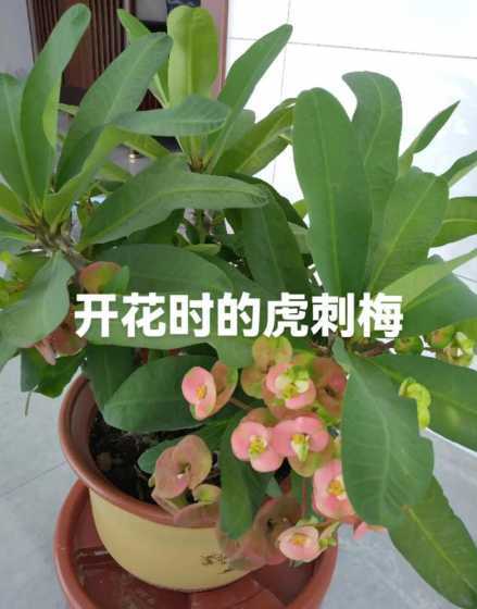 虎刺梅什么月份扦插好 虎刺梅在什么时候扦插最容易成活呢