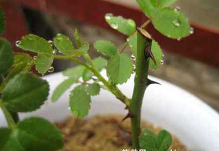 玫瑰怎么种植盆栽配土 玫瑰花怎么种