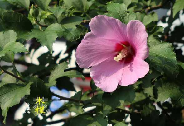 还有什么花比较有特色 春天百花盛开,五彩缤纷,还有什么花呢