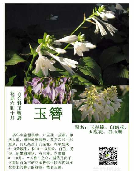 玉簪花为什么叫玉簪花 玉簪花、山茶花、玉兰花、木槿花的花语是什么啊