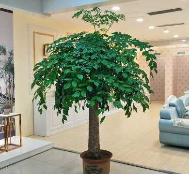 平安树放室内什么位置 平安树摆放什么位置好,平安树的摆放禁忌