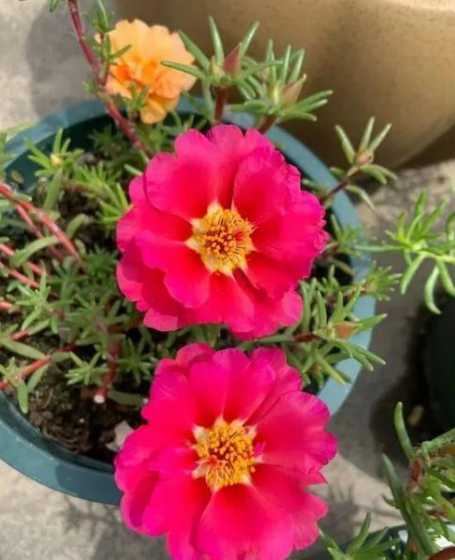 6月份可以播种什么花 六月份种什么花合适(夏季播种的花卉大全)