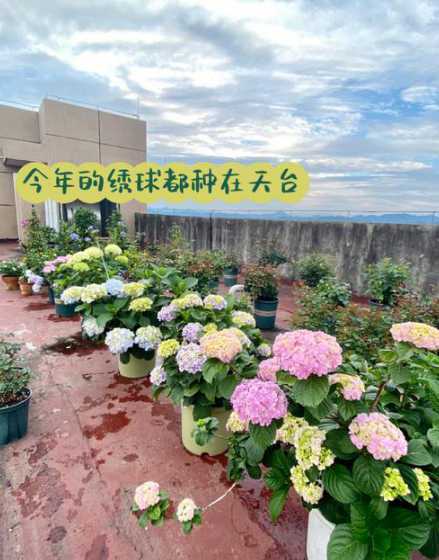 12月适合种什么花 12月应该种什么花比较好