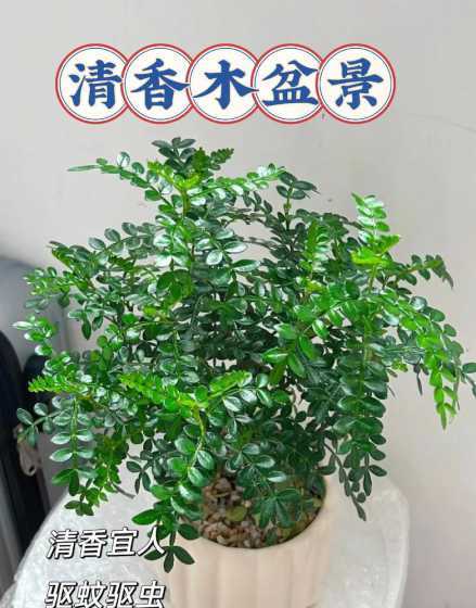 清香木怎么养养殖方法 清香木下山桩的养殖方法和注意事项有哪些