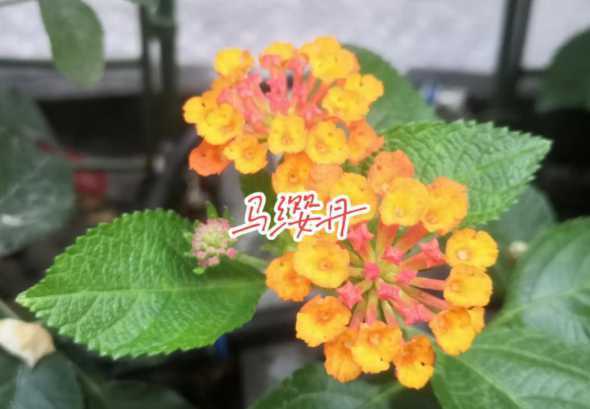 马缨丹花为什么会变色 马缨丹花语