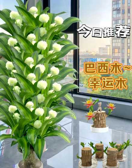 养巴西木都有什么好处 巴西木什么人不能养,巴西木对人有什么好处
