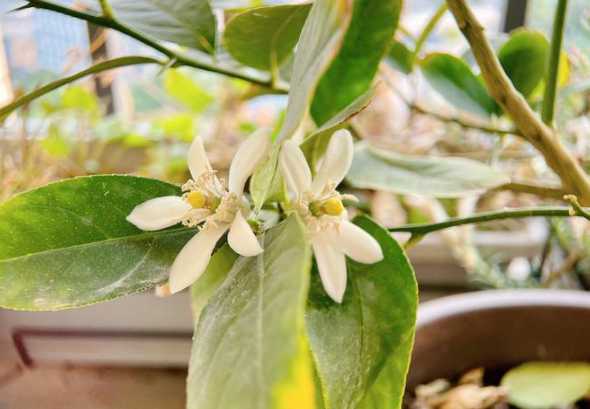 柠檬秋天什么时候开花 柠檬树什么时候开花什么时候结果