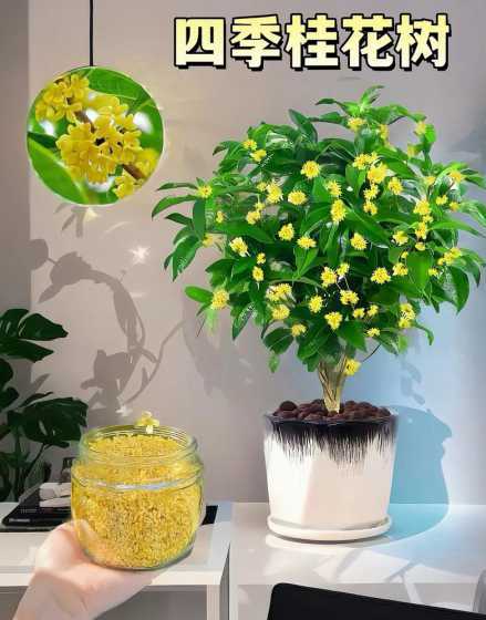 桂花树为什么常年开花 七八年的桂花树为什么不开花