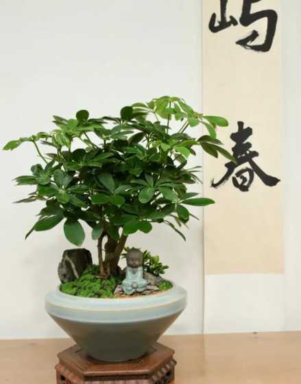 摇钱树小盆栽怎么剪枝 盆栽摇钱树怎么养最详细摇钱树的养殖方法