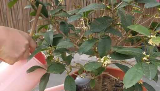 秋季盆栽桂花怎么浇水 刚移栽的桂花树如何浇水施肥