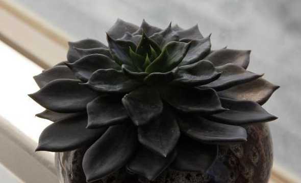 黑王子开花后怎么处理 多肉巴开花后怎么处理