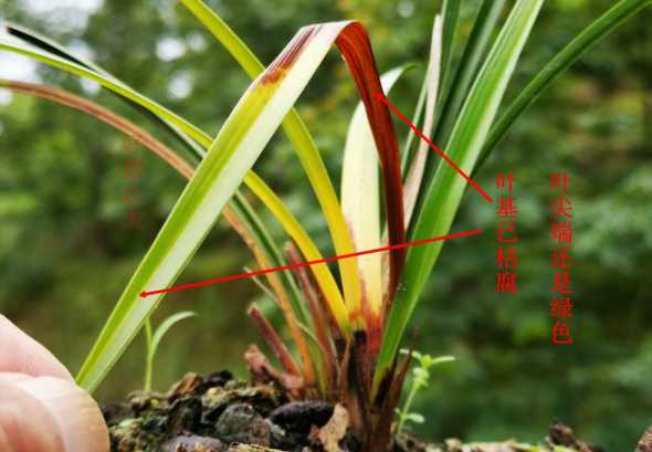兰草黄叶子是什么原因 兰草花叶子发黄是什么原因造成的