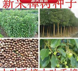 香樟种子多少天能出苗 香樟树种子几月份采摘好