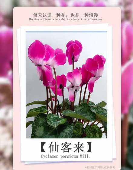 仙客来的盆栽花怎么养 盆栽仙客来花的养殖方法和注意事项是什么