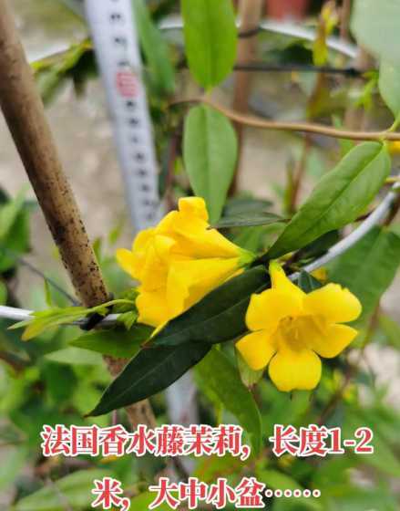 法国香水藤是什么香味 法国香水藤茉莉可以长多大