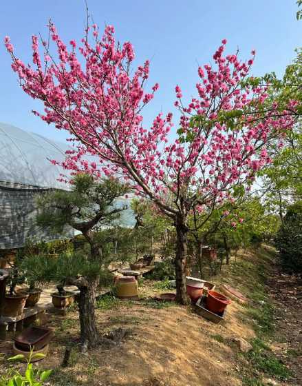 种一棵桃花树要多少钱 形容种树不容易的诗句
