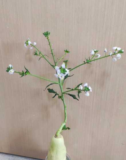 萝卜开花了有什么寓意 萝卜花有什么寓意