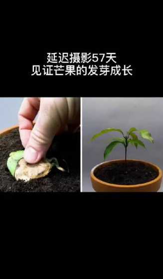 要怎么样才能种出芒果 芒果的正确种植方法