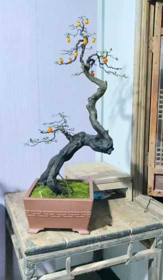 金弹子盆景怎么过夏天 金弹子盆景夏天能暴晒吗 养护方法是什么