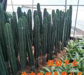 仙人棒为什么越长越细 仙人指为什么越长越细