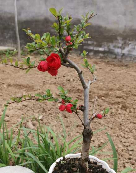 海棠花苗什么时候种植 海棠花苗能养多长时间