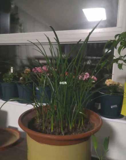 怎么让韭菜秋季不开花 韭菜兰花蒜头挺大就是不开花怎么办