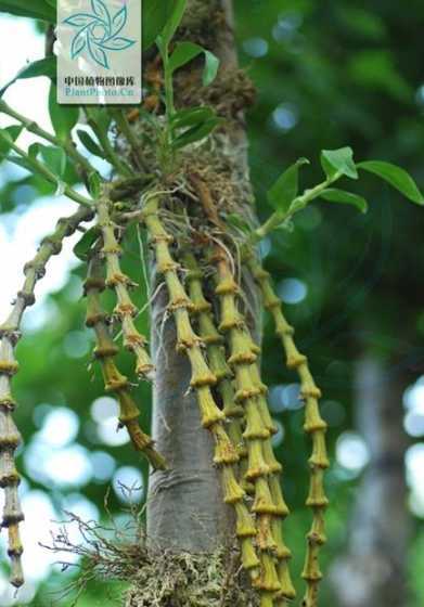 肿节石斛为什么不发达 肿节石斛的养殖方法