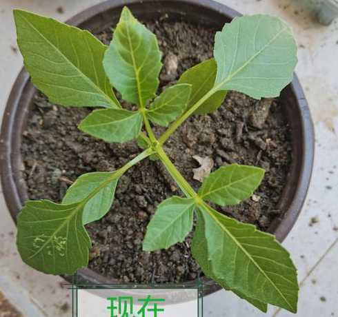用种子怎么繁殖大丽花 大丽花有种子吗,种子怎么种植