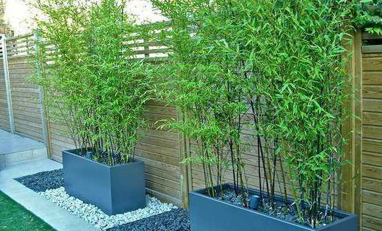 花园选什么品种竹子好 花园可以种竹子吗