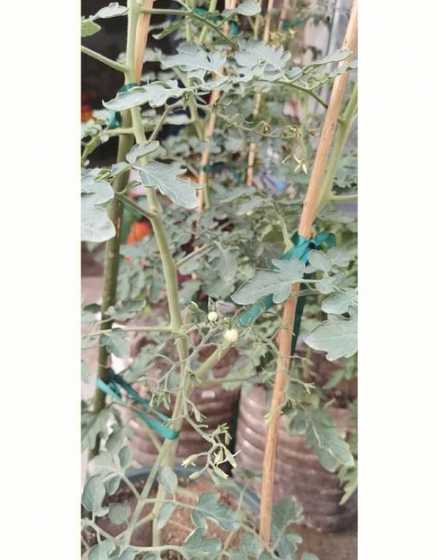 番茄为什么结花不结果 为什么西红柿只是徒长不开花也不结果