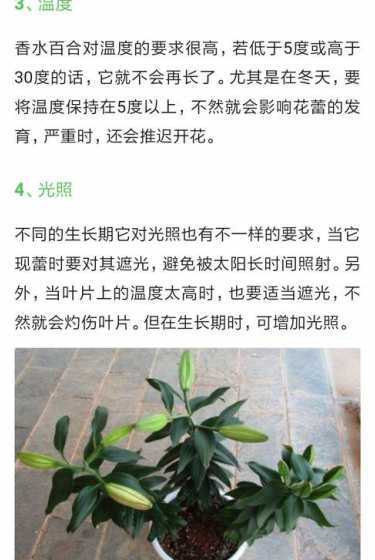 怎么样让百合花期变长 百合花长到多高打顶变多头