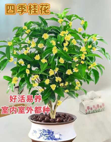室内养桂花有什么讲究 桂花在室内可以养吗,有没有毒