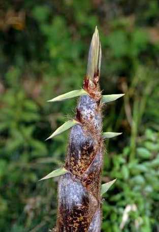 毛竹是什么时候移植的 毛竹移植需注意哪些事项