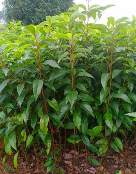 香樟苗每亩种植多少棵 香樟的种植距离是多少