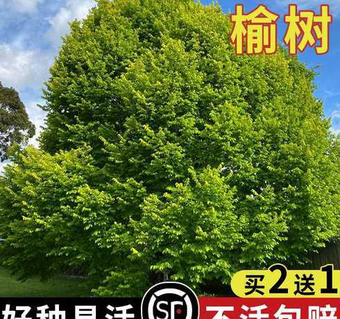 20年榆树多少钱一斤 玉米价格多少钱一斤今日玉米价格表