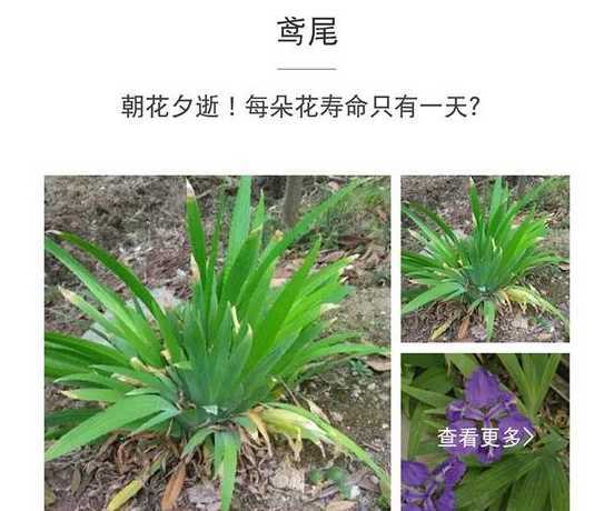 鸢尾今年为什么不开花 鸢尾花怎么总是不开花