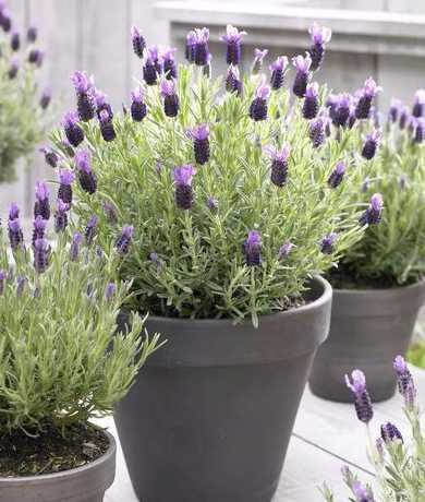 法国薰衣草盆栽怎么养 薰衣草怎么种植盆栽,薰衣草的家庭种植方法
