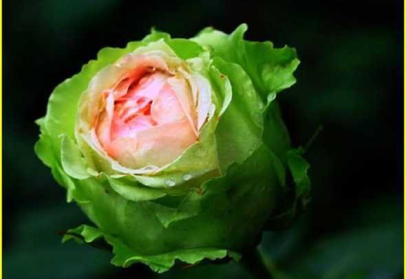 绿色月季的花语是什么 不同的颜色月季花花语