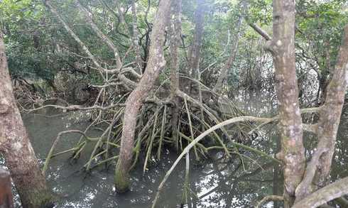 什么树枝插水里能生根 什么柳树的树树枝可以泡水当生根水用