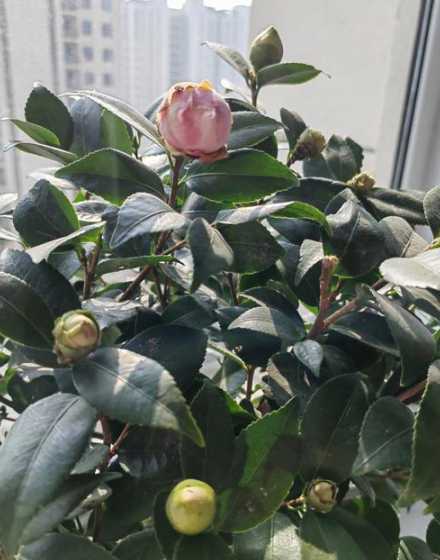 茶花为什么光长不开花 为什么我养的茶花,枝条长的细长不开花