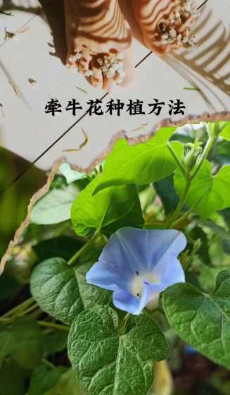 牵牛花怎么养怎么繁殖 牵牛花如何扦插繁殖