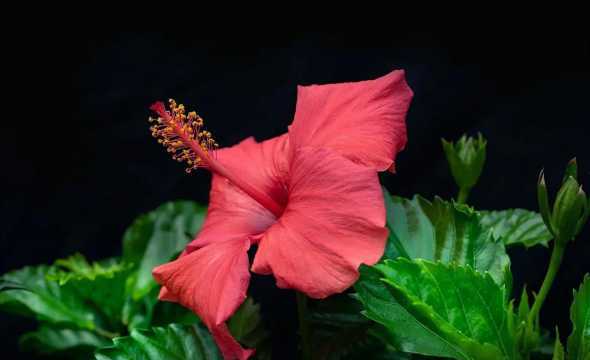 泰国扶桑花是什么花语 扶桑花的花语是什么扶桑花的寓意和象征